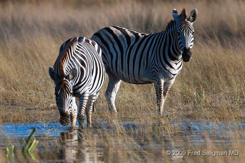 20090614_093851 D300 X1.jpg - Zebras, Okavanga Delta, Botswana